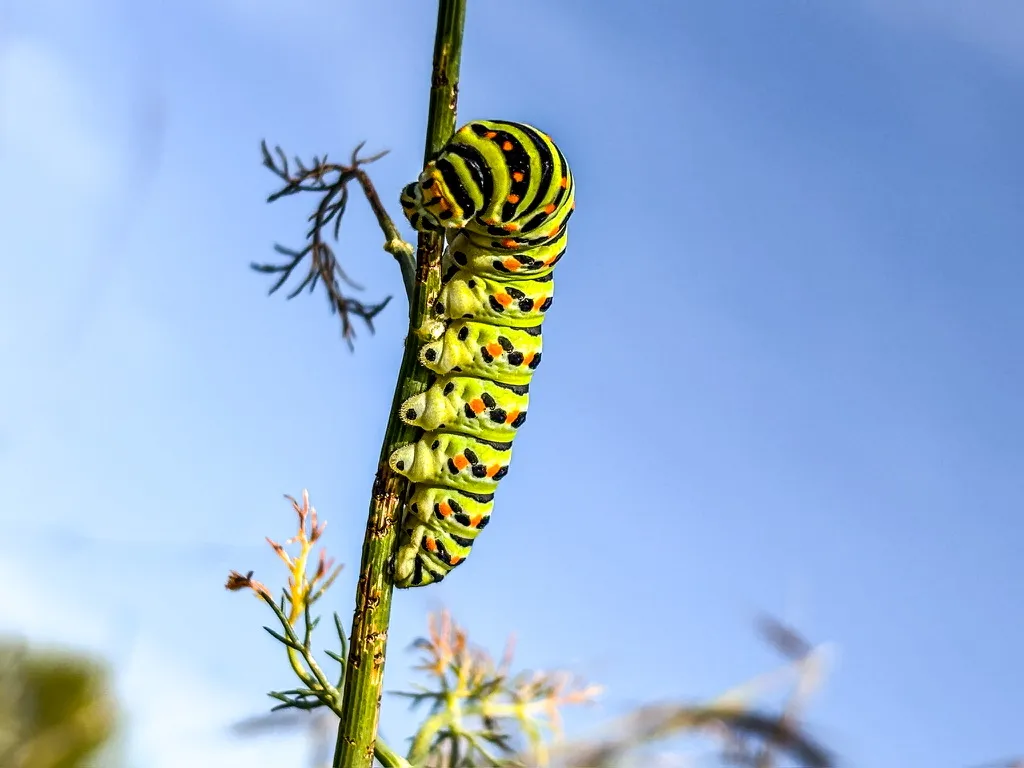 Oruga sobre el cielo: fotografía artística de oruga de mariposa verde y negra sobre un tallo contra el cielo azul, serie Color y forma, por Robert Díaz