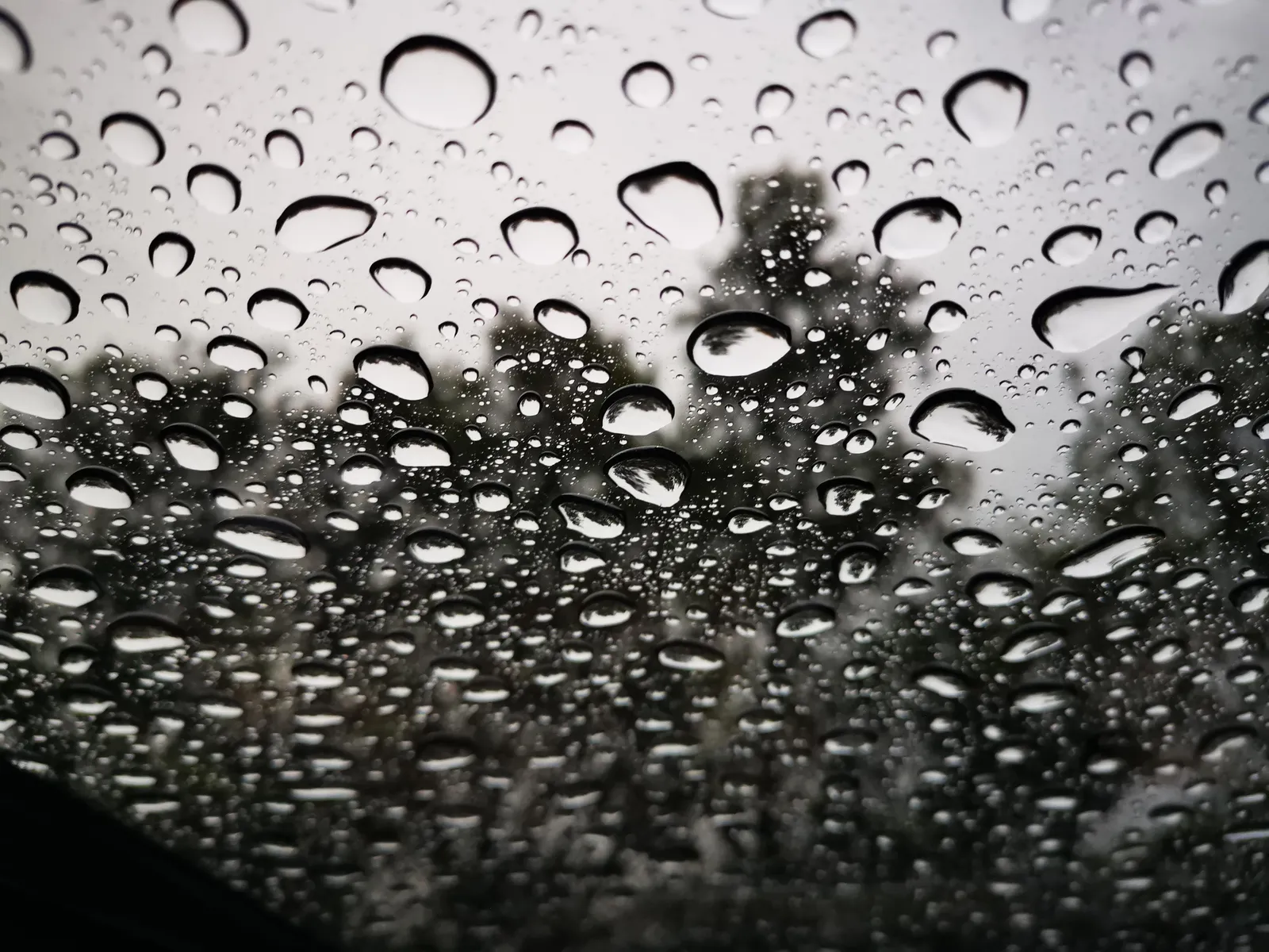 Gotas y árbol I: fotografía artística de gotas de agua en primer plano, serie Gotas, por Robert Díaz