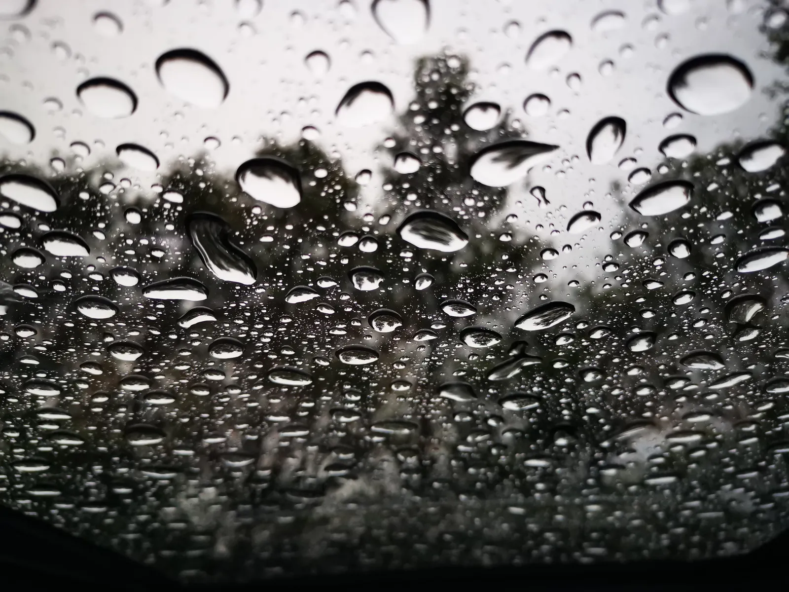 Gotas y árbol II: fotografía artística de gotas de agua en primer plano, serie Gotas, por Robert Díaz