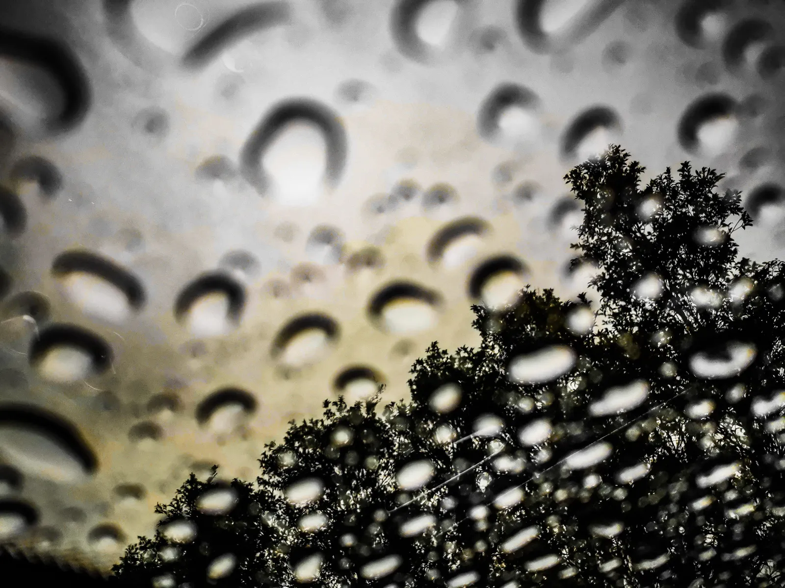 Gotas y ramas: fotografía artística de gotas de agua en primer plano, serie Gotas, por Robert Díaz