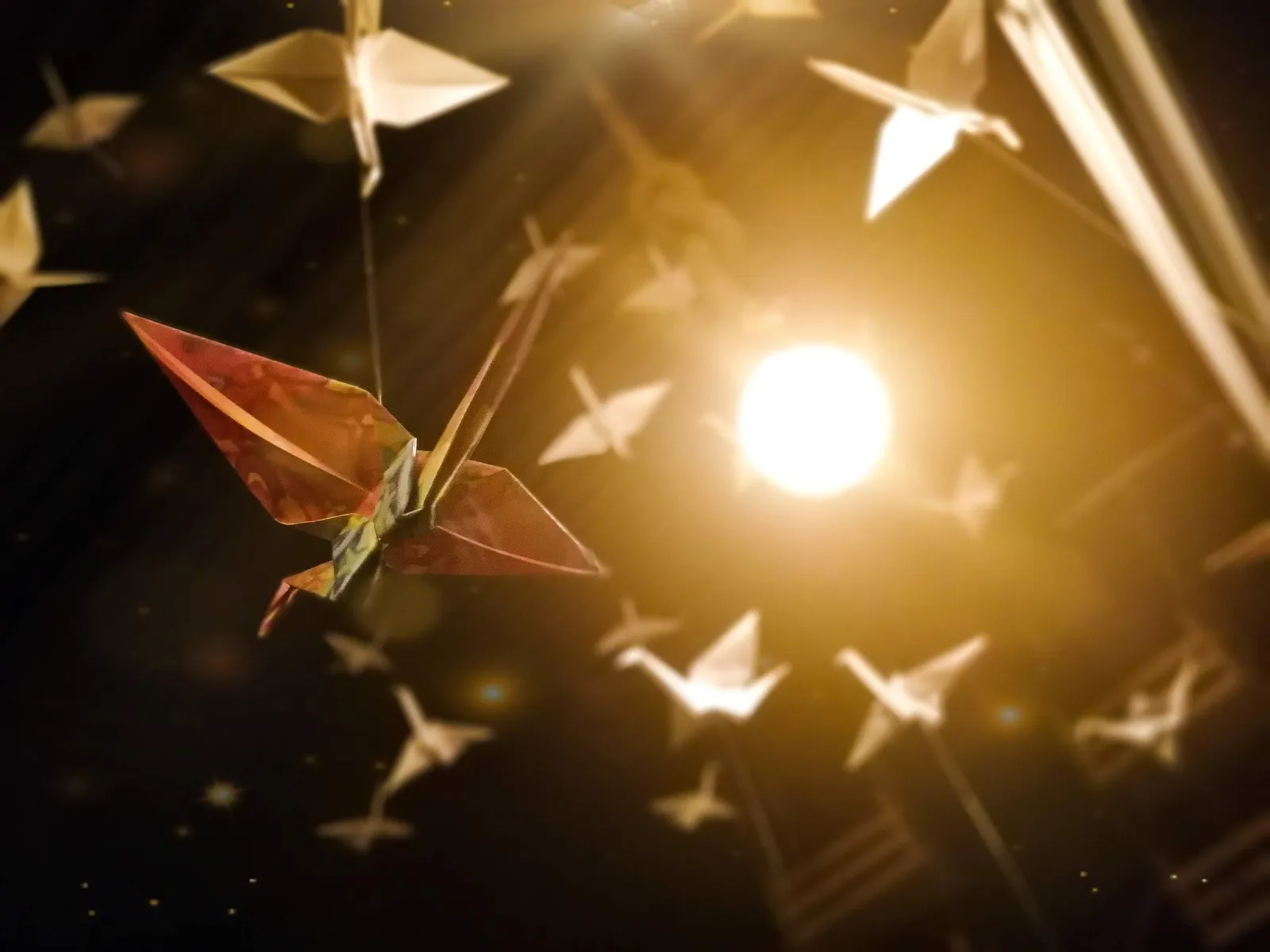 Grullas de origami: fotografía artística de objeto cotidiano, serie Objetos, por Robert Díaz