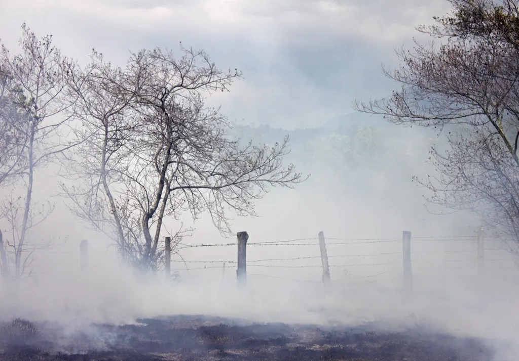 Árboles entre el humo: fotografía artística de árboles desnudos y una alambrada entre humo blanco, serie Paisaje en calma, por Robert Díaz