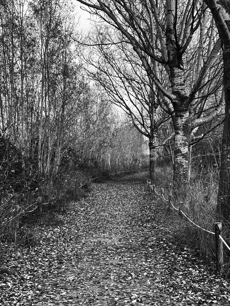 Camino en blanco y negro: fotografía artística de sendero de hojarasca entre árboles desnudos en blanco y negro, serie Paisaje en calma, por Robert Díaz