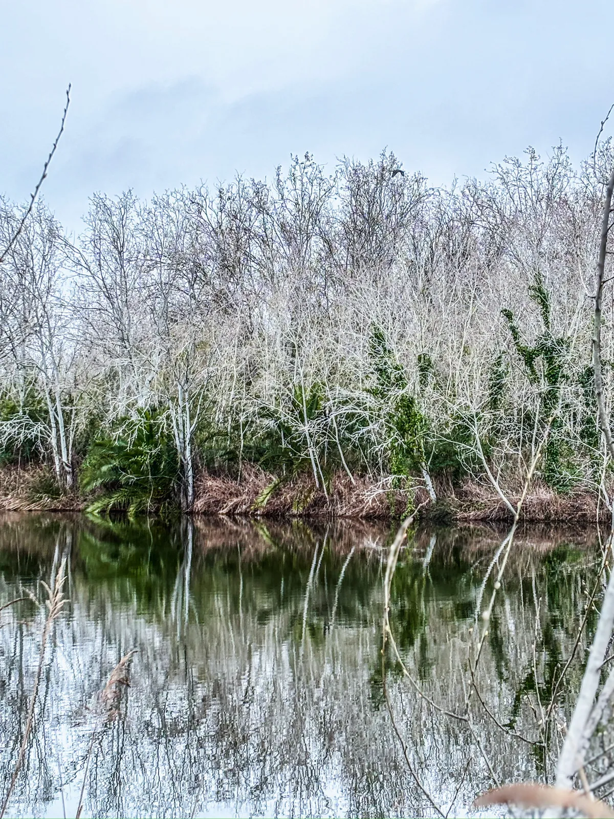 Humedal en invierno: fotografía artística de paisaje de humedal con ramas desnudas y reflejo en el agua, serie Paisaje en calma, por Robert Díaz