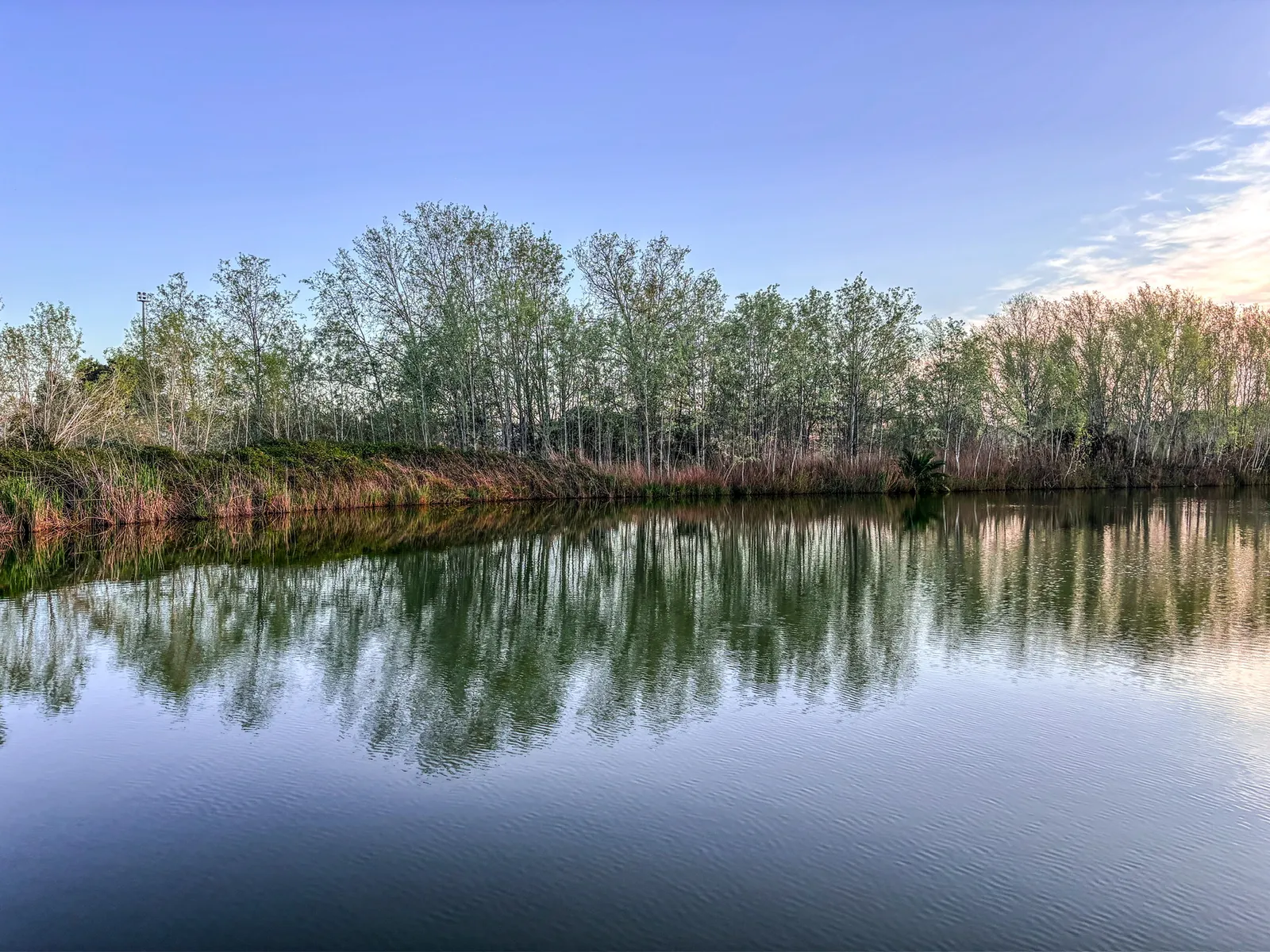 Laguna en calma: fotografía artística de arboleda reflejada en el agua quieta de una laguna al atardecer, serie Paisaje en calma, por Robert Díaz