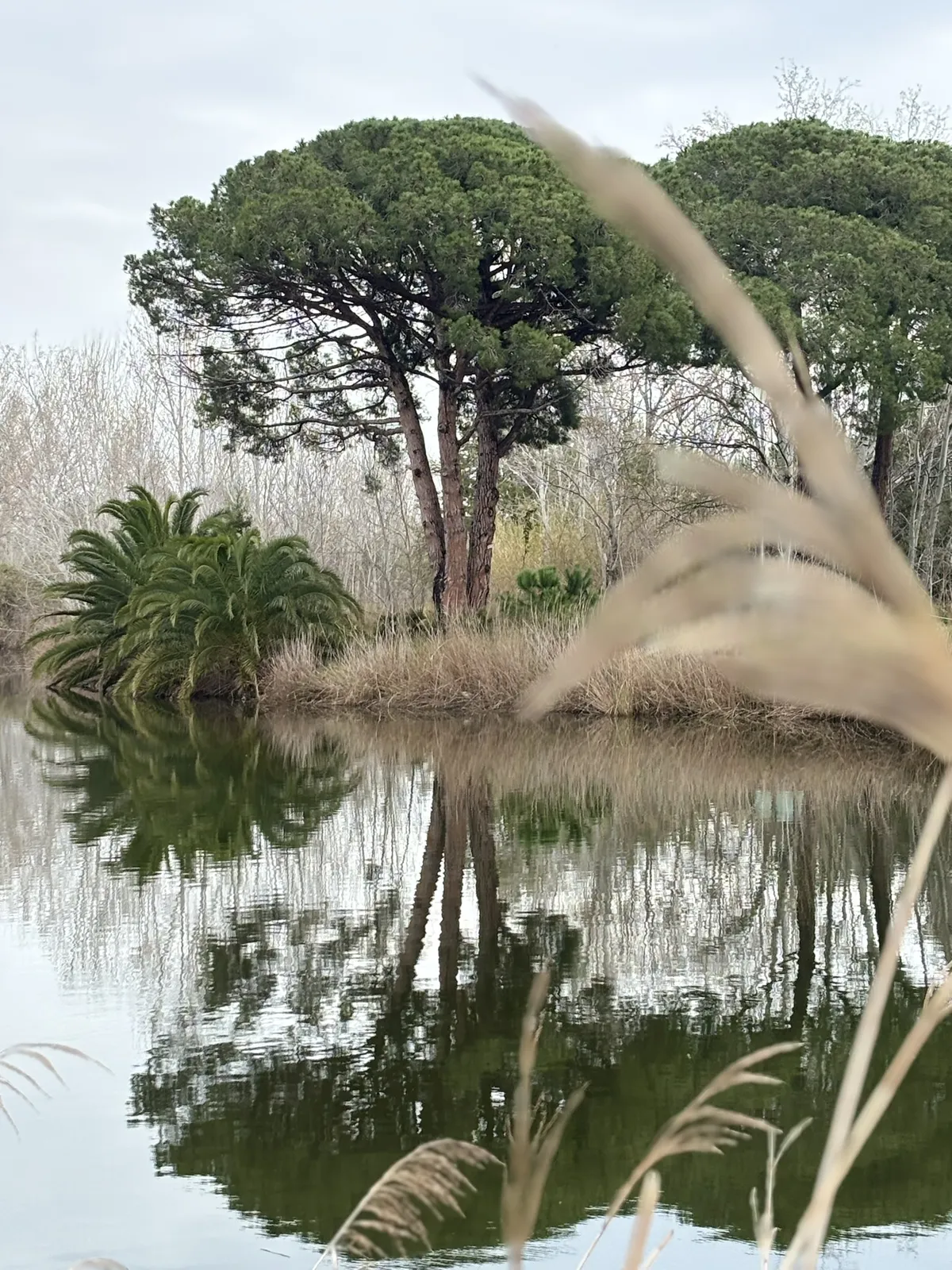 Pino y reflejo: fotografía artística de pino piñonero y su reflejo en una laguna, serie Paisaje en calma, por Robert Díaz