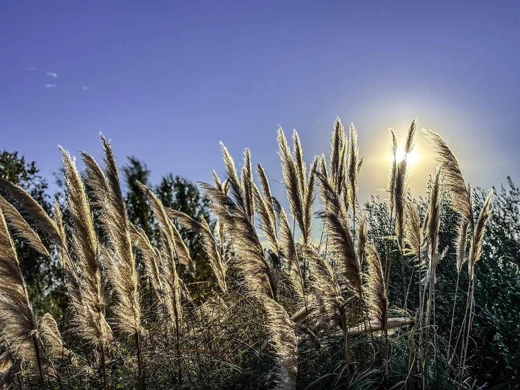 Plumeros a contraluz: fotografía artística de plumeros de hierba de la pampa a contraluz con el sol, serie Paisaje en calma, por Robert Díaz