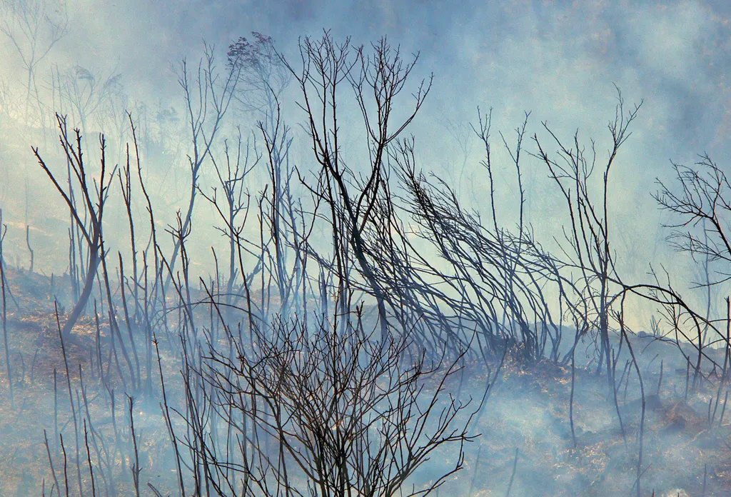 Ramas y bruma azul: fotografía artística de ramas secas entre una bruma azulada, serie Paisaje en calma, por Robert Díaz