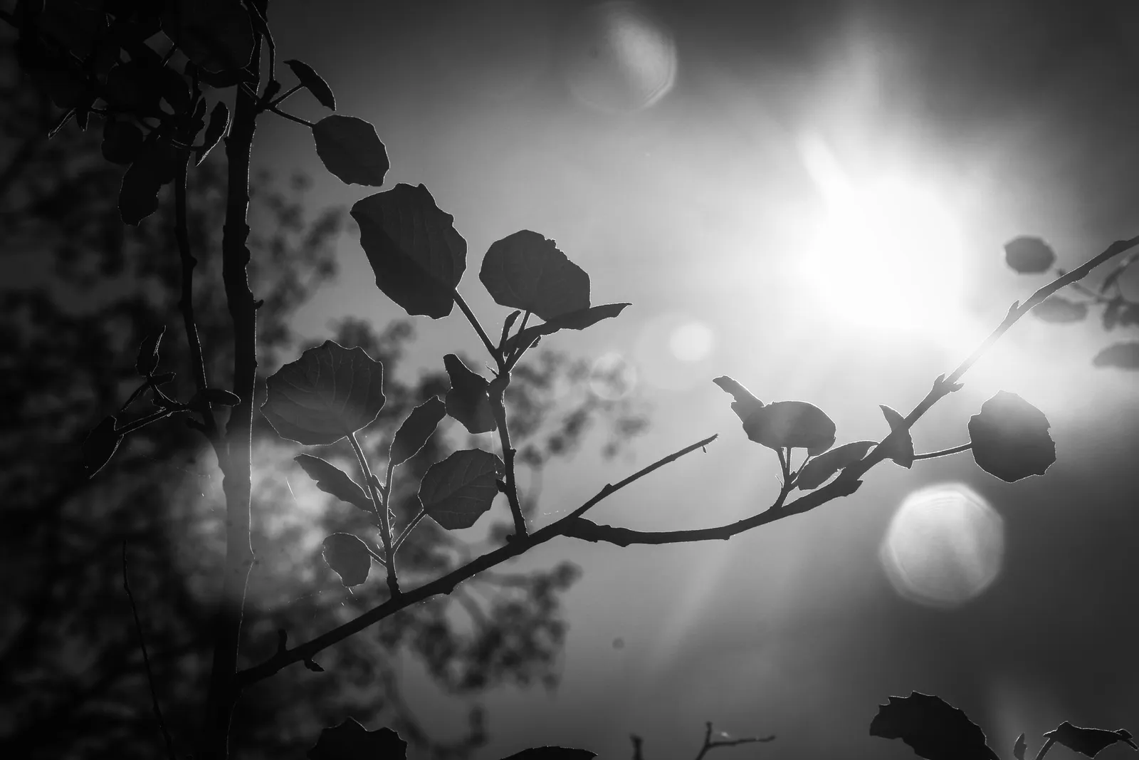 Ramas y sol en blanco y negro: fotografía artística de ramas a contraluz con el sol y destellos en blanco y negro, serie Paisaje en calma, por Robert Díaz